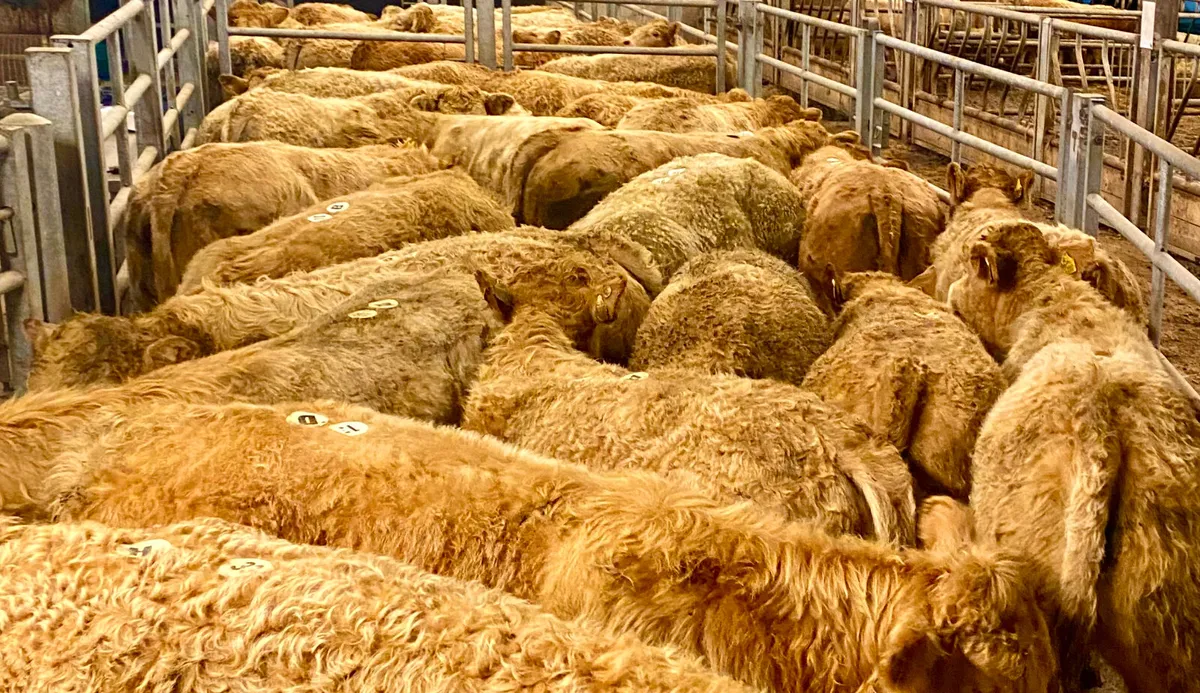 Charolais Heifers & Charolais Bullocks - Image 1