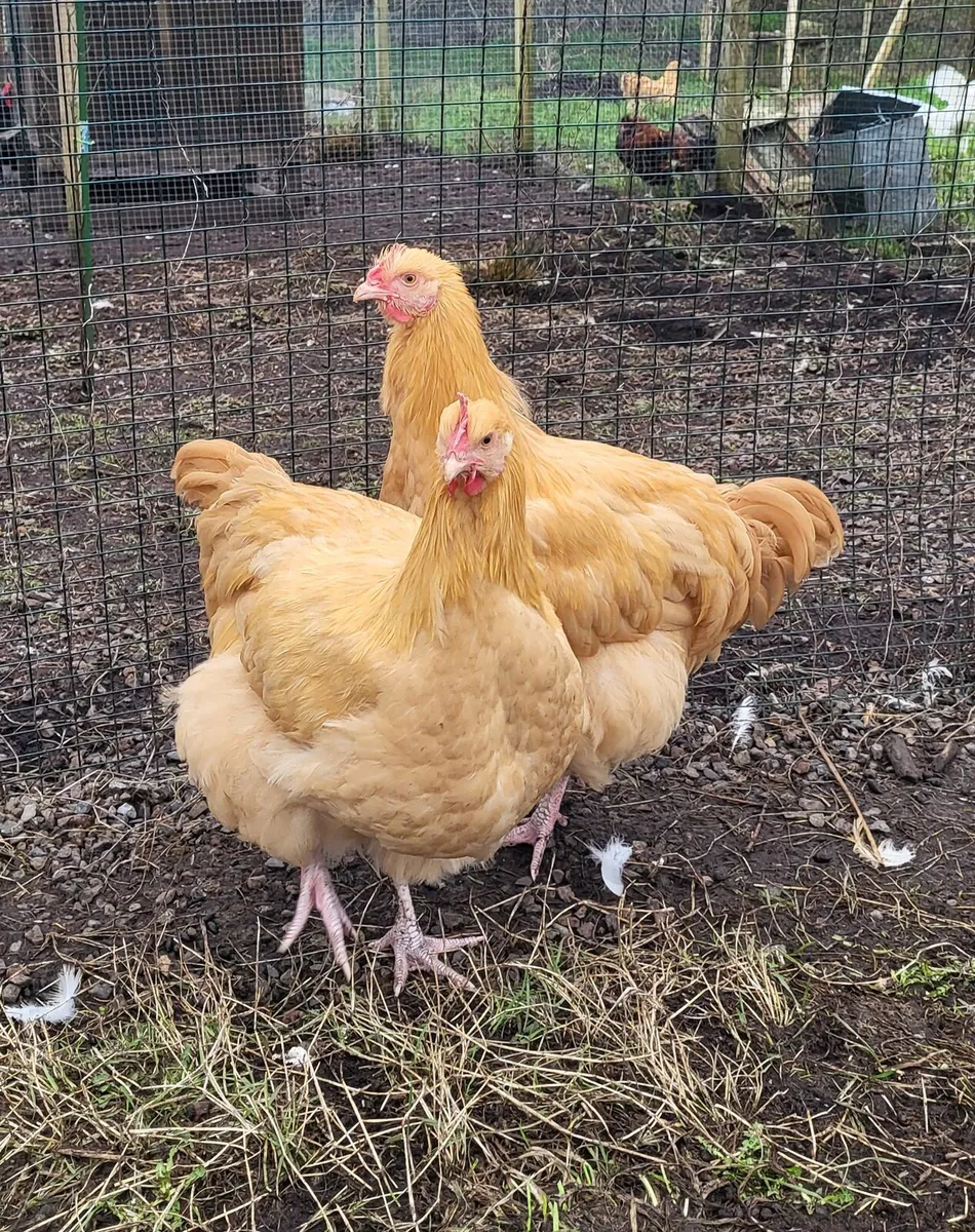 Young purebred roosters - Image 1