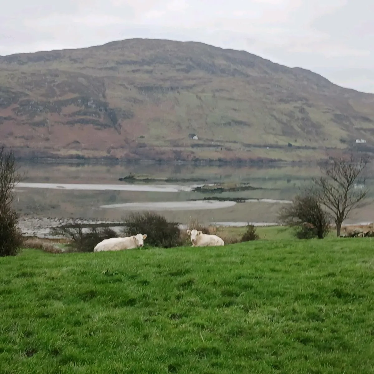 Pedigree Charolais Heifers - Image 2