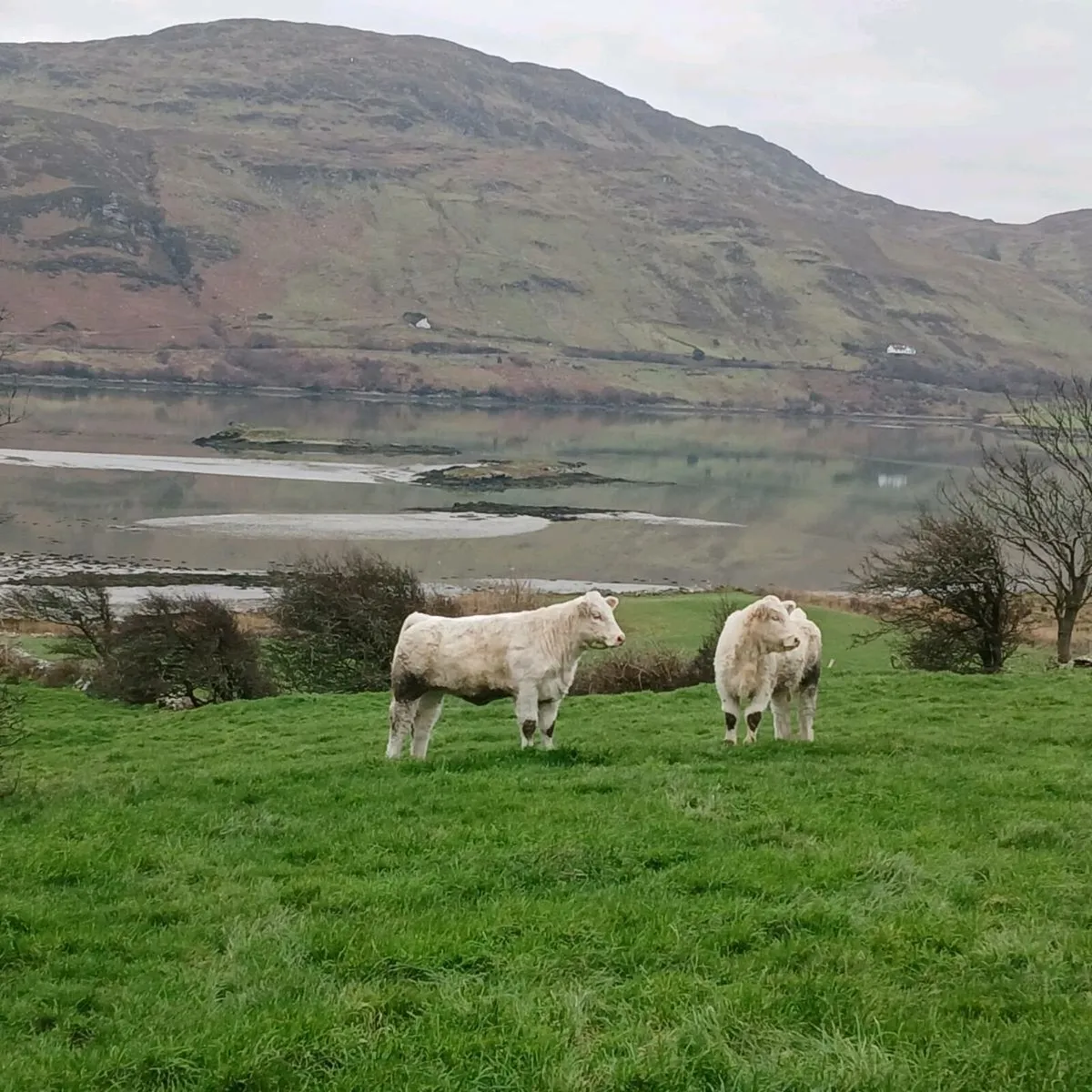 Pedigree Charolais Heifers - Image 3