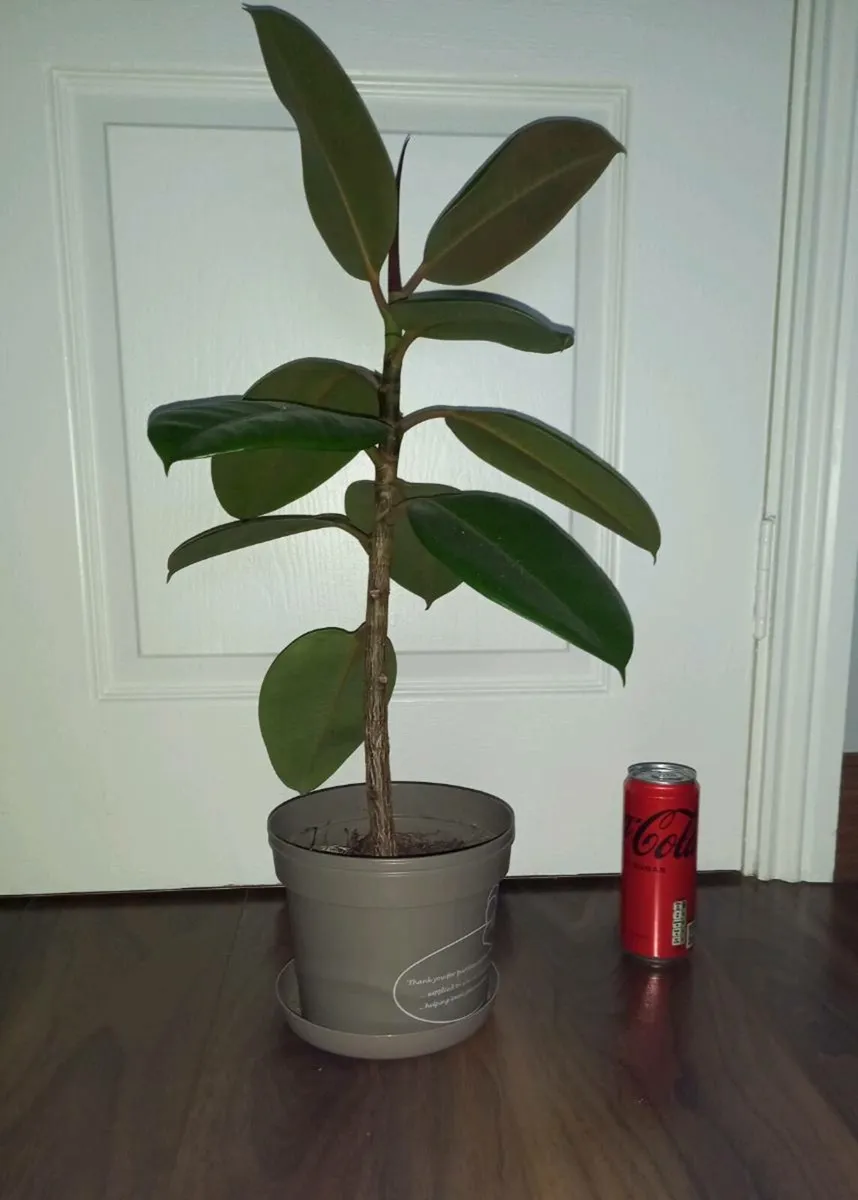 Ficus plant