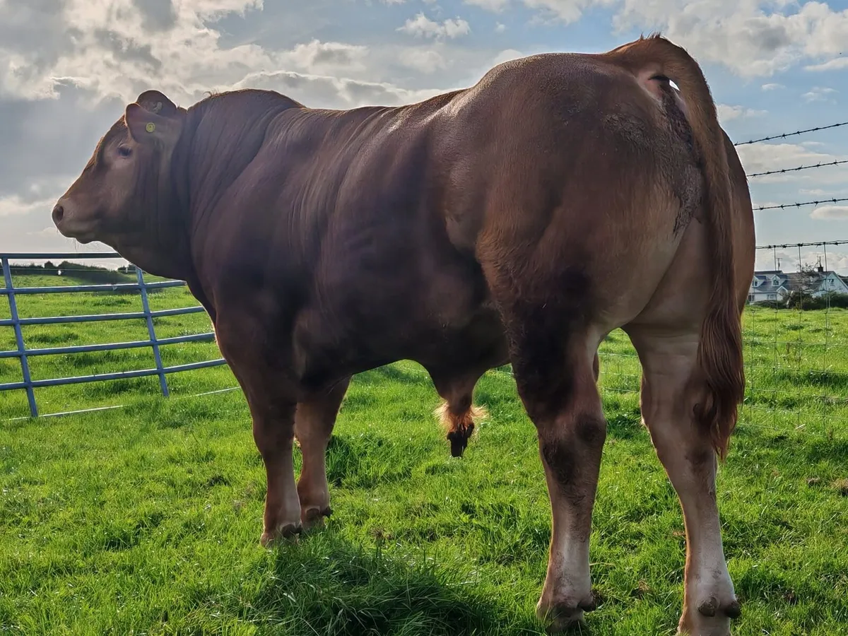 Quality Limousin Bulls - Image 1