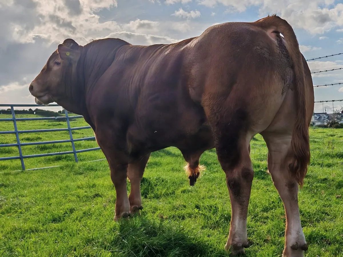 Quality Limousin Bulls - Image 2