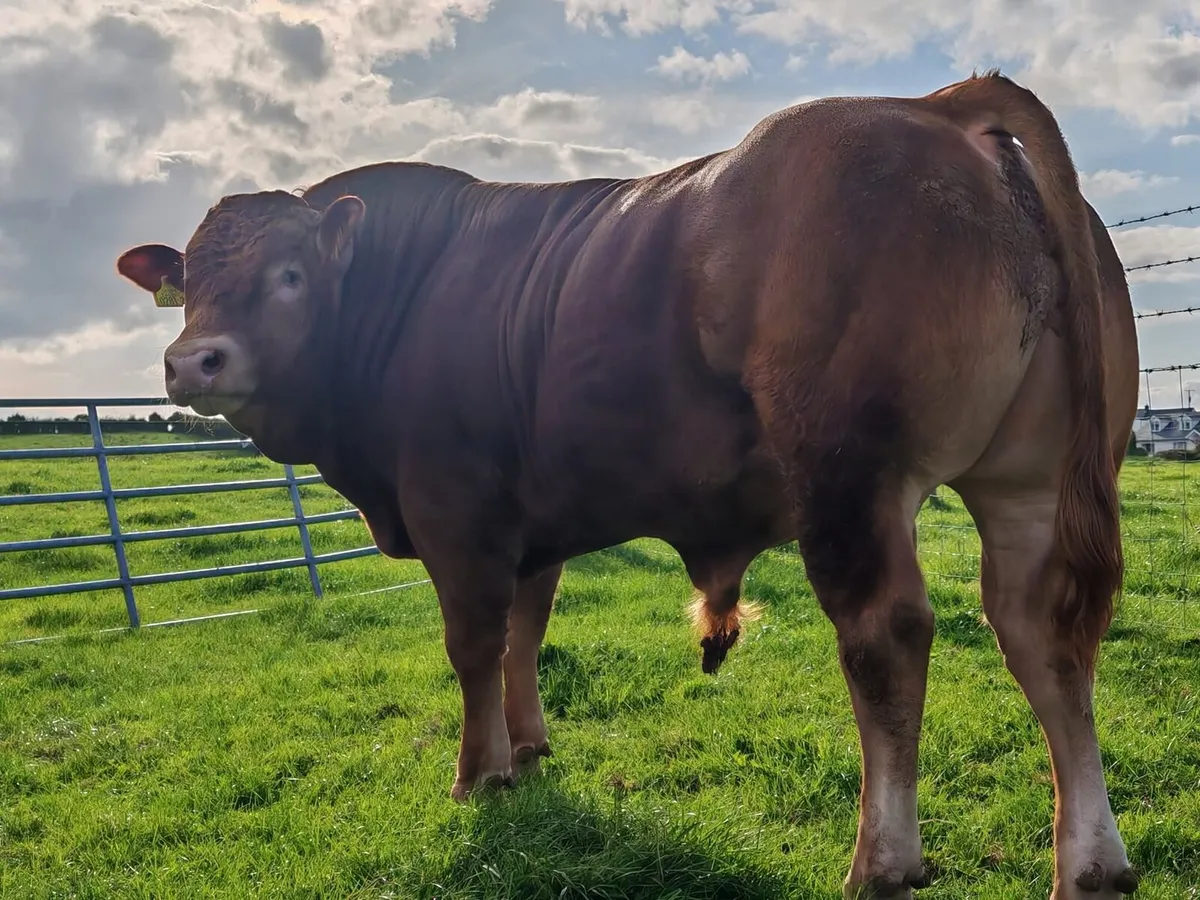 Quality Limousin Bulls - Image 3