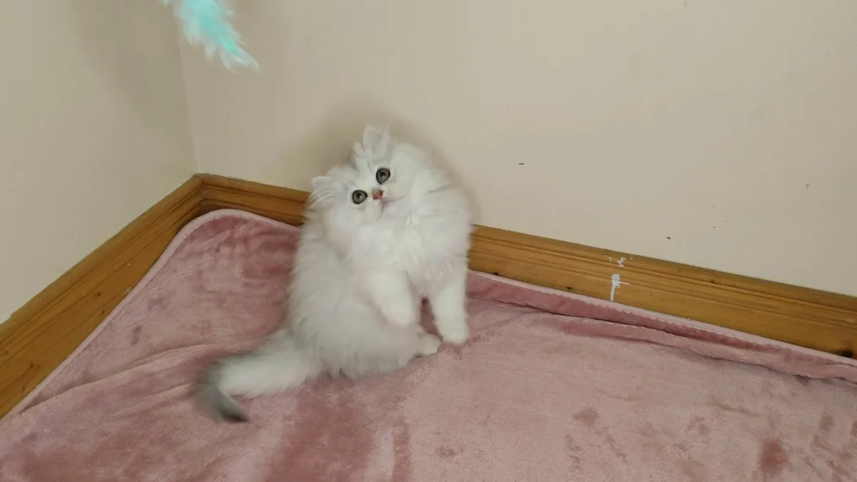 🏆 TICA Pedigree Kitten - Last girl!🏆 - Image 1