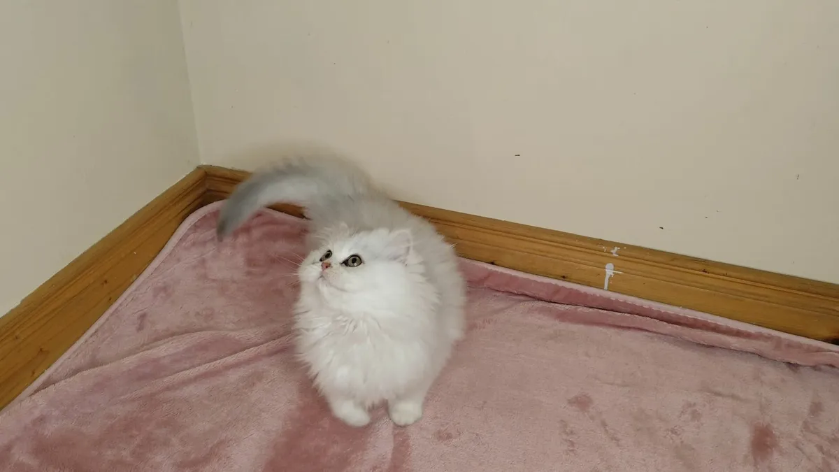 🏆 TICA Pedigree Kitten - Last girl!🏆 - Image 2