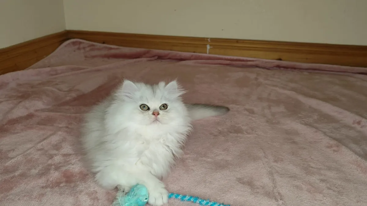 🏆 TICA Pedigree Kitten - Last girl!🏆 - Image 4