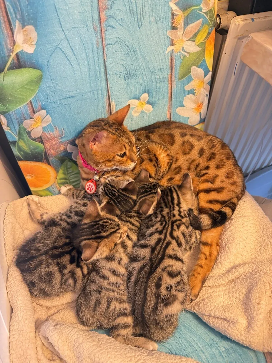 Mix bengal kittens - Image 1