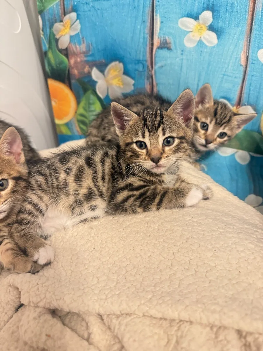 Mix bengal kittens - Image 2