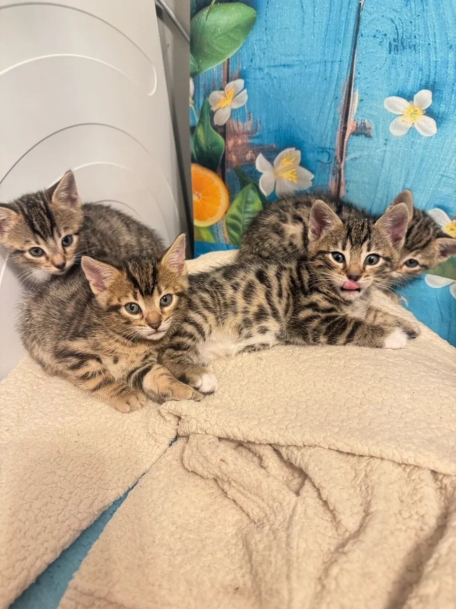 Mix bengal kittens - Image 3