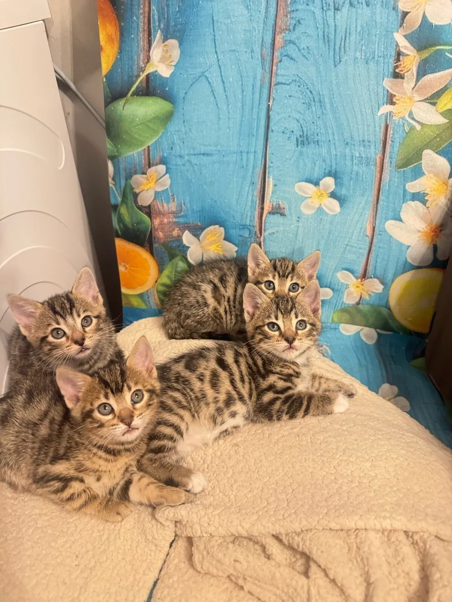 Mix bengal kittens - Image 4