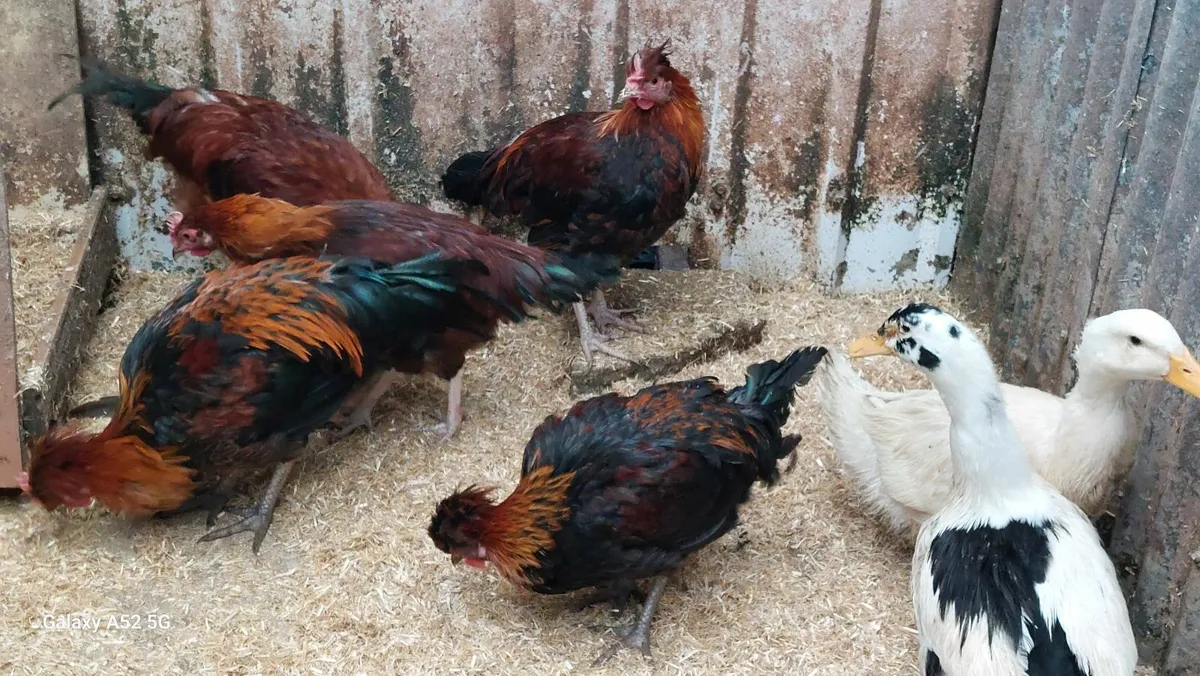 Shetland Pure Bread Young Roosters - Image 1