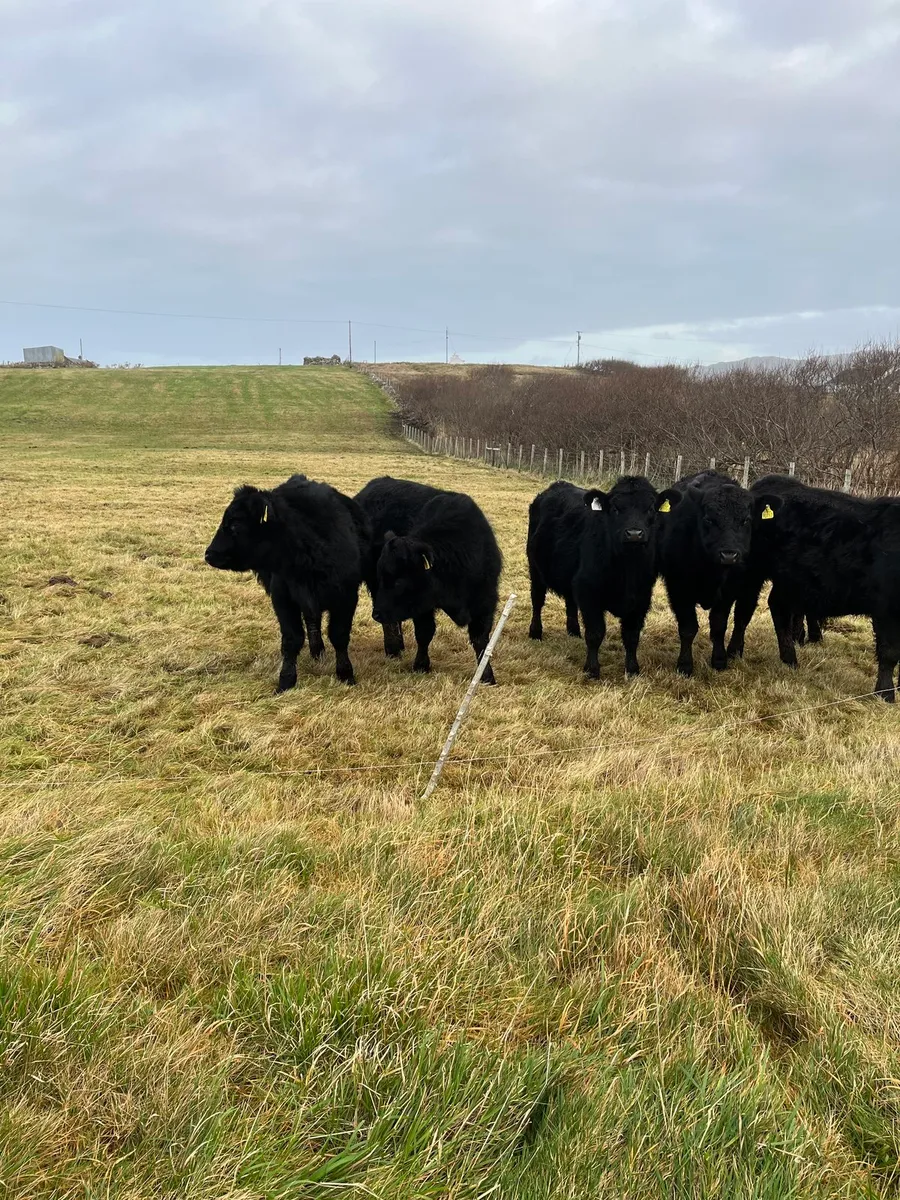 PBR Aberdeen Angus bulls - Image 1
