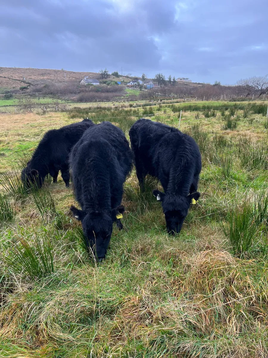 PBR Aberdeen Angus bulls - Image 2