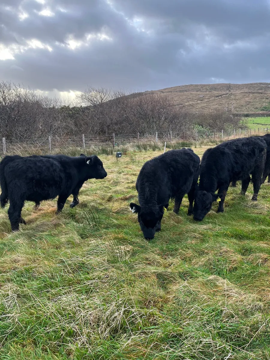 PBR Aberdeen Angus bulls - Image 3