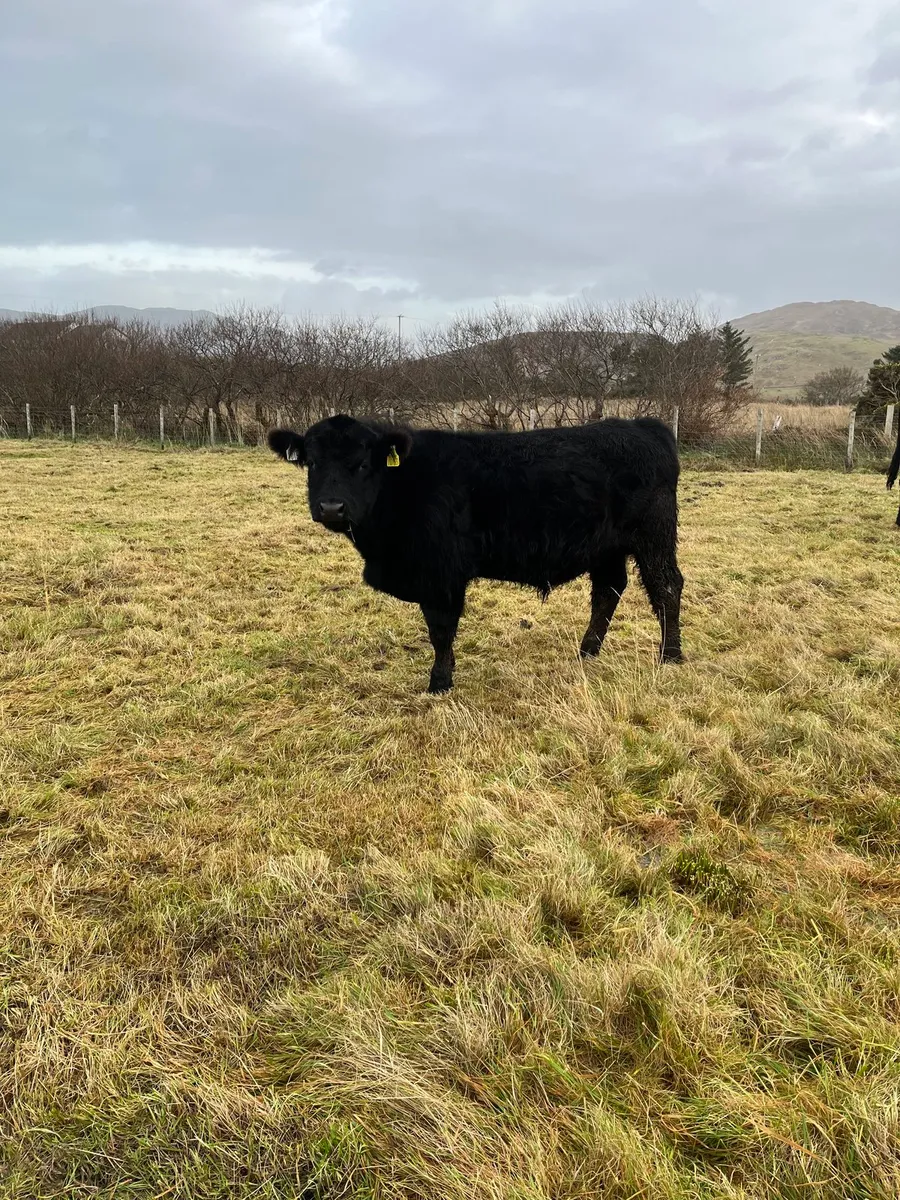 PBR Aberdeen Angus bulls - Image 4