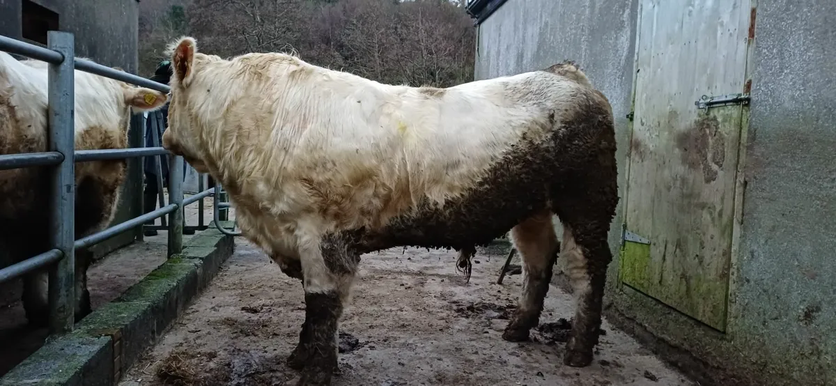 Pedigree Charolais Bull For Sale - Image 1