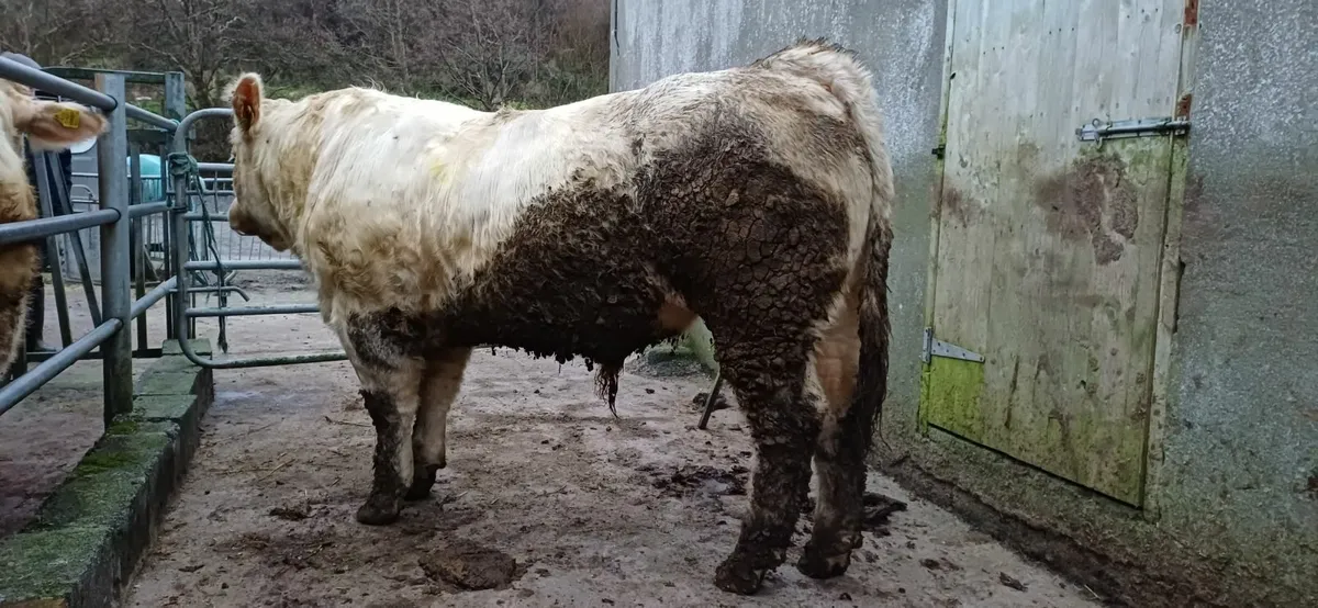 Pedigree Charolais Bull For Sale - Image 2