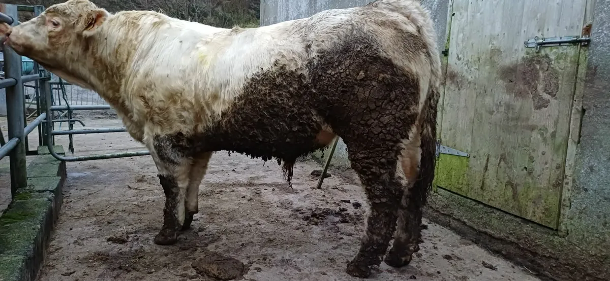 Pedigree Charolais Bull For Sale - Image 3