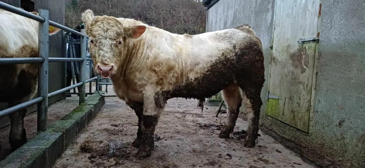 Pedigree Charolais Bull For Sale - Image 4