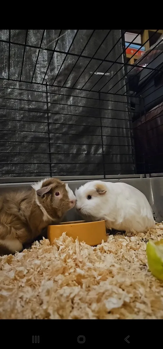 2 female Guinea pigs  have go together - Image 1