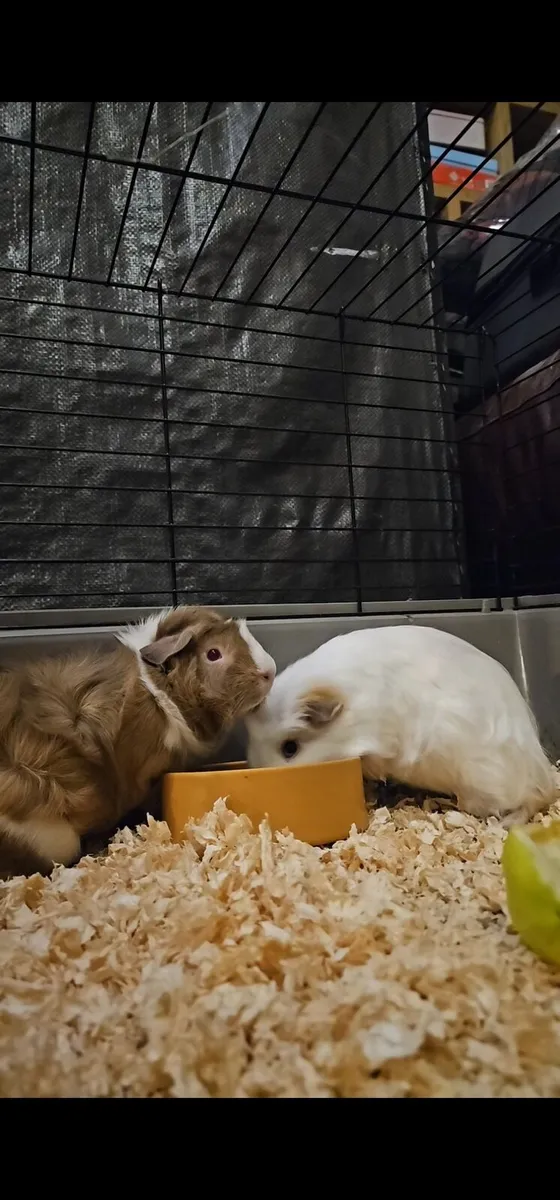2 female Guinea pigs  have go together - Image 2