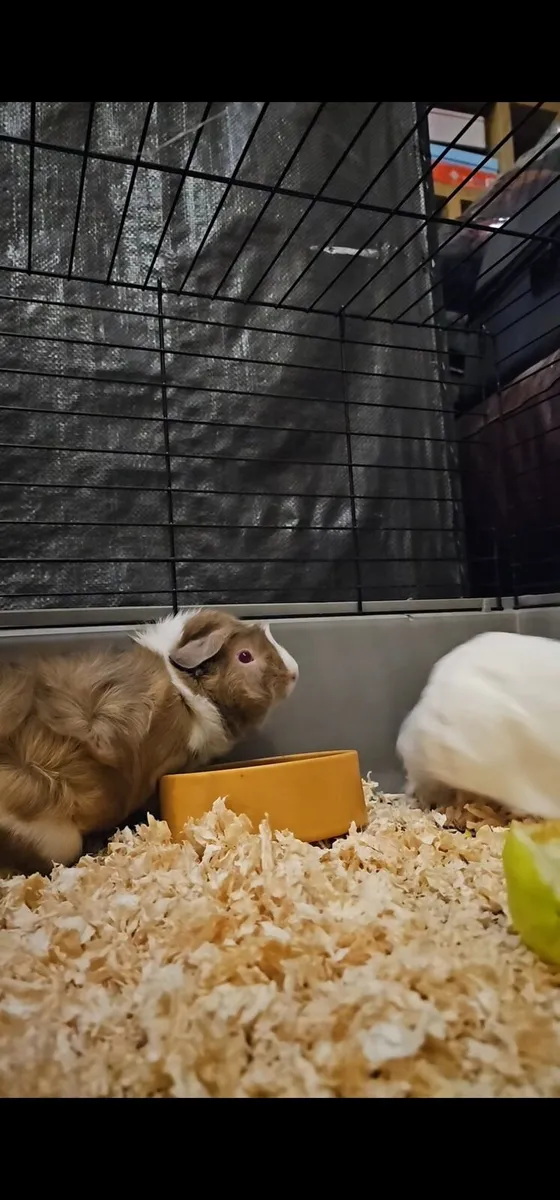 2 female Guinea pigs  have go together - Image 3