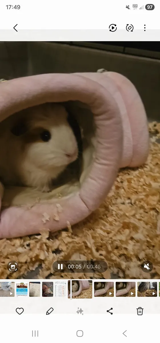 2 female Guinea pigs  have go together - Image 4