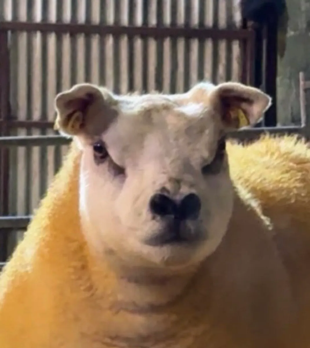 Pedigree Texel Ewe lamb - Image 1