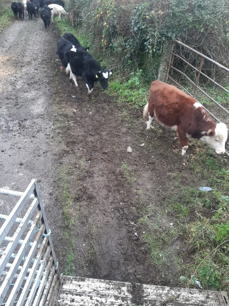 20 weanlings - Image 2