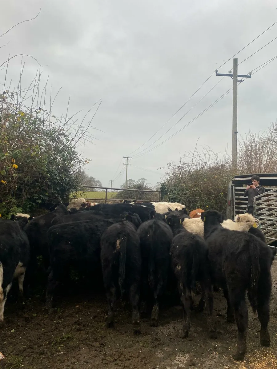 20 weanlings - Image 3