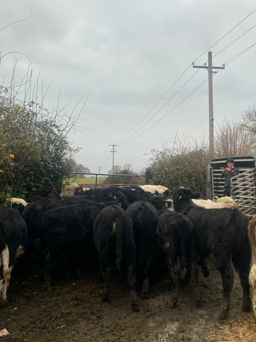 20 weanlings - Image 4