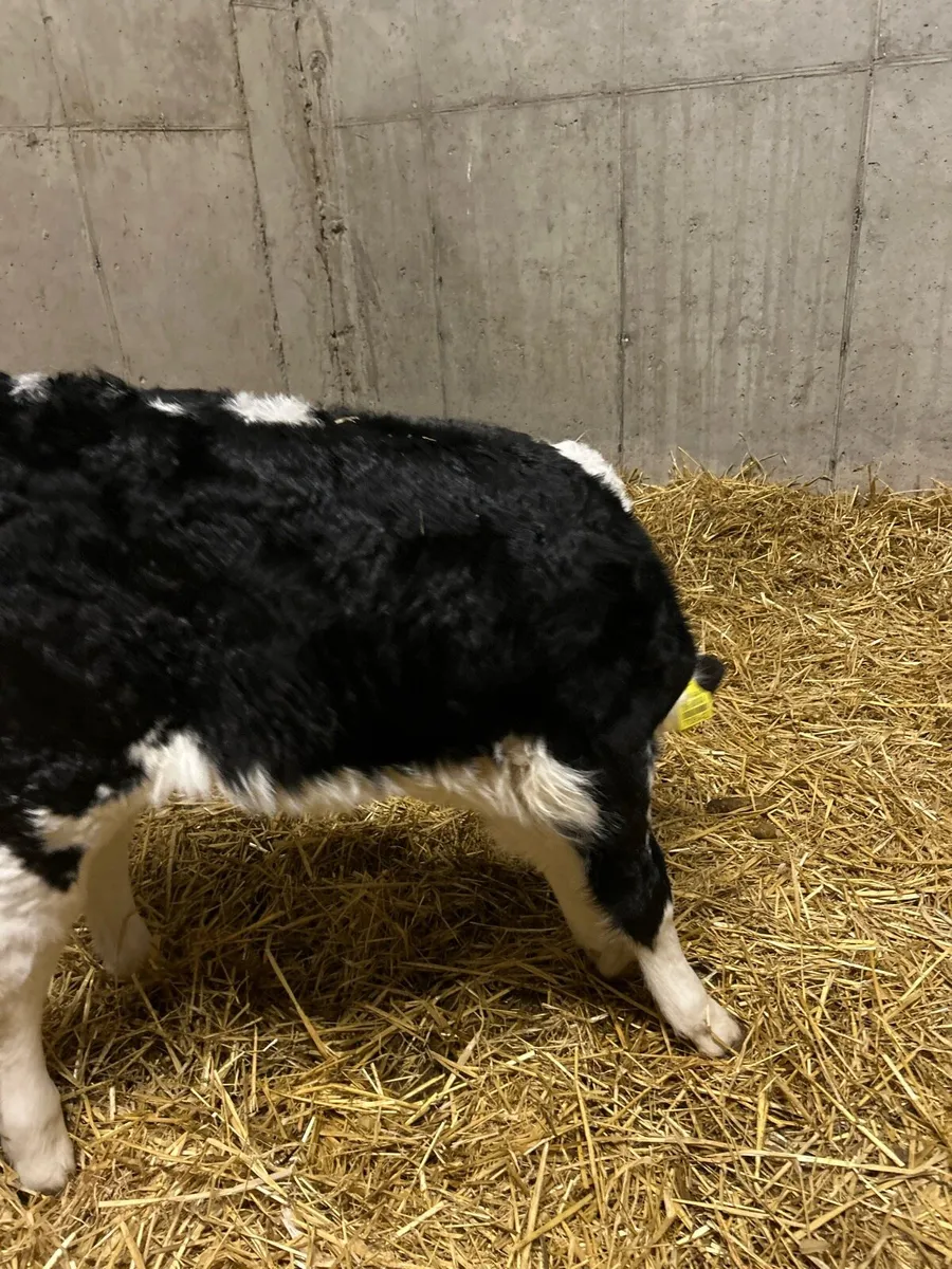 Hereford Heifer - Image 3