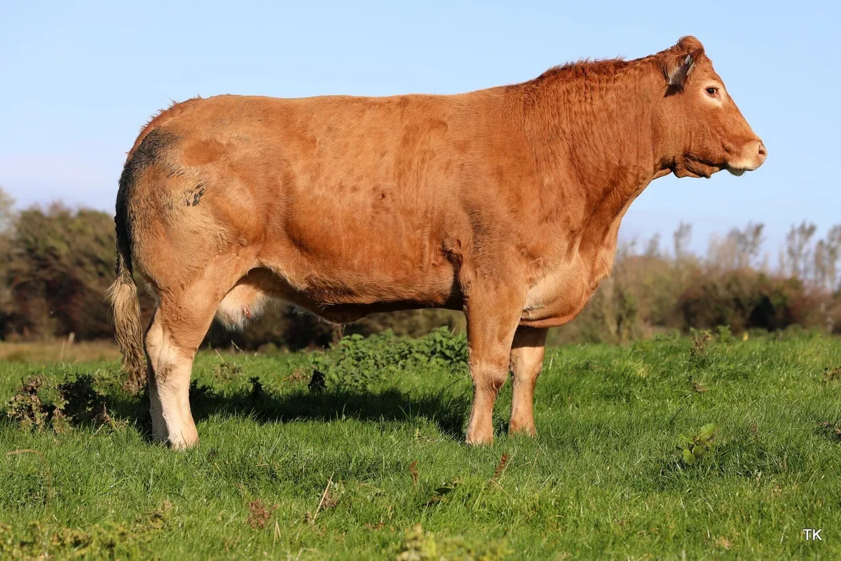 Suckler cows - Image 2