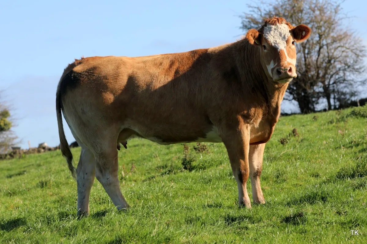 Suckler cows - Image 3