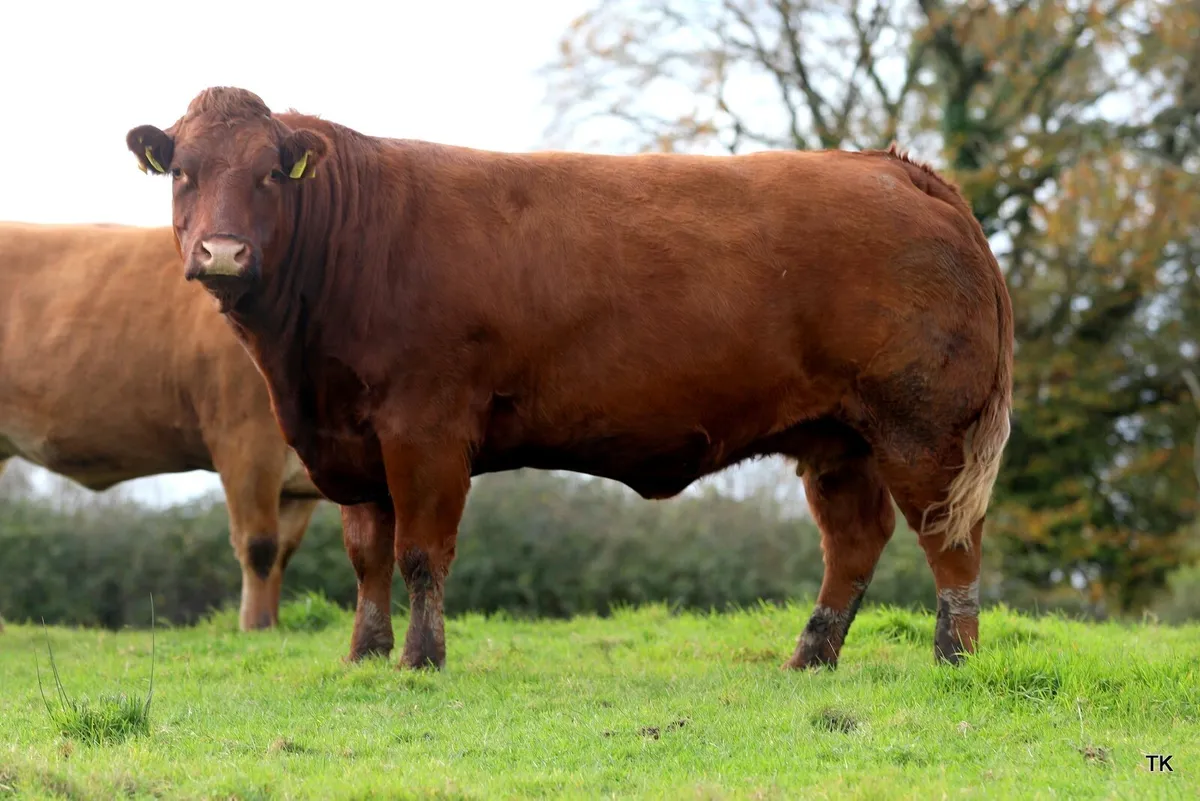 Suckler cows - Image 4