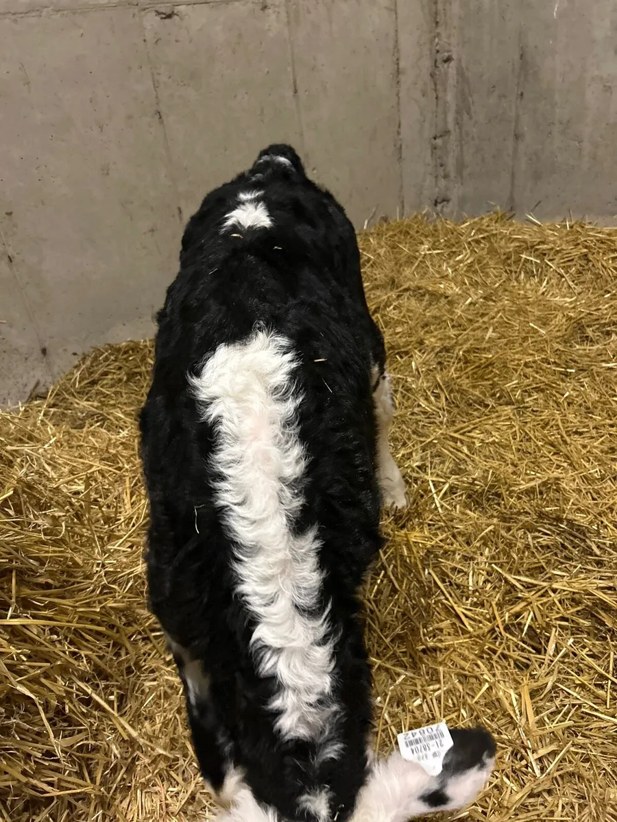 Hereford Heifer - Image 4