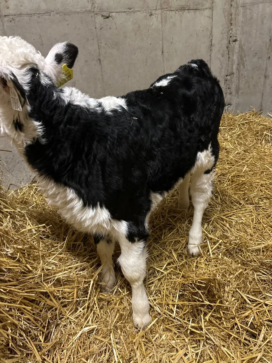 Hereford Heifer - Image 1