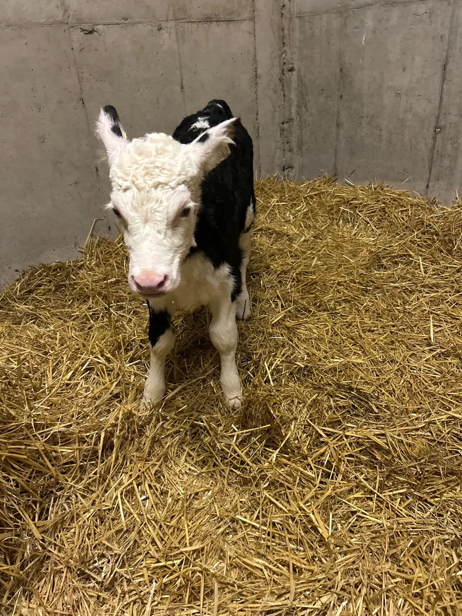 Hereford Heifer - Image 2