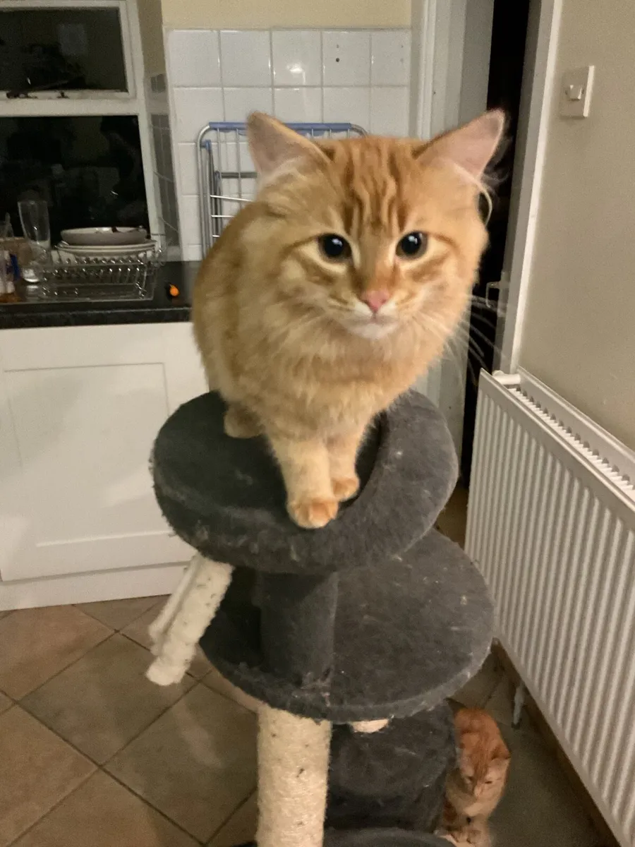 2 five month old kittens - Image 1