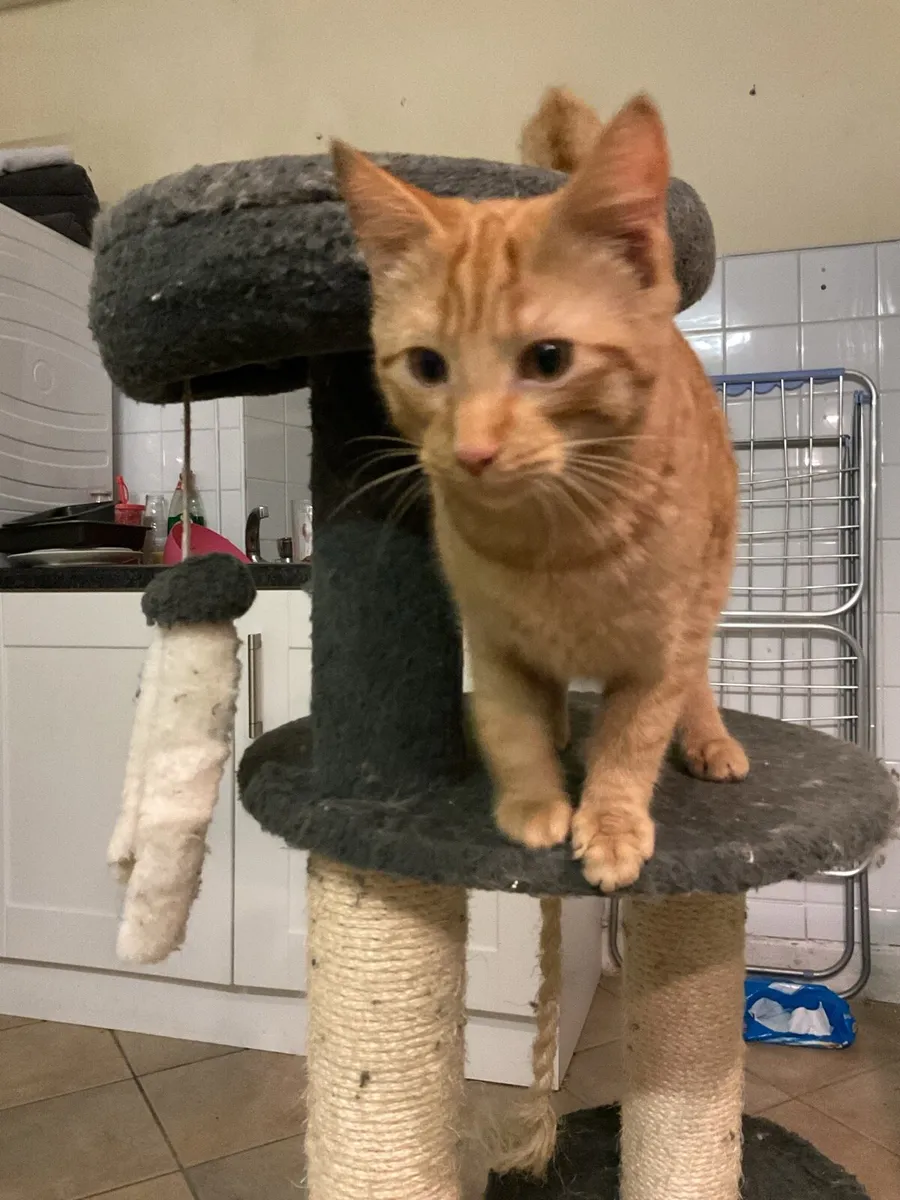 2 five month old kittens - Image 2