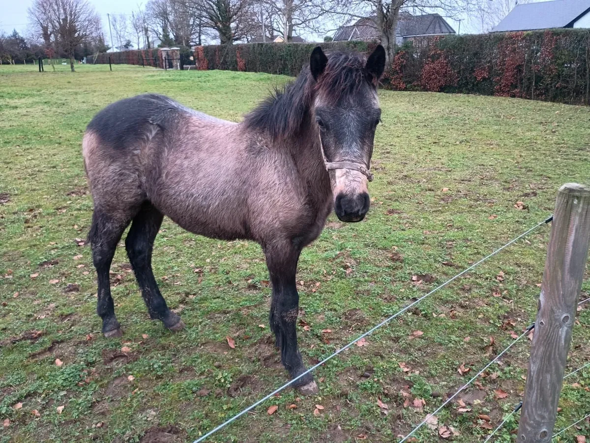 Connemara Colt Foal - Image 1