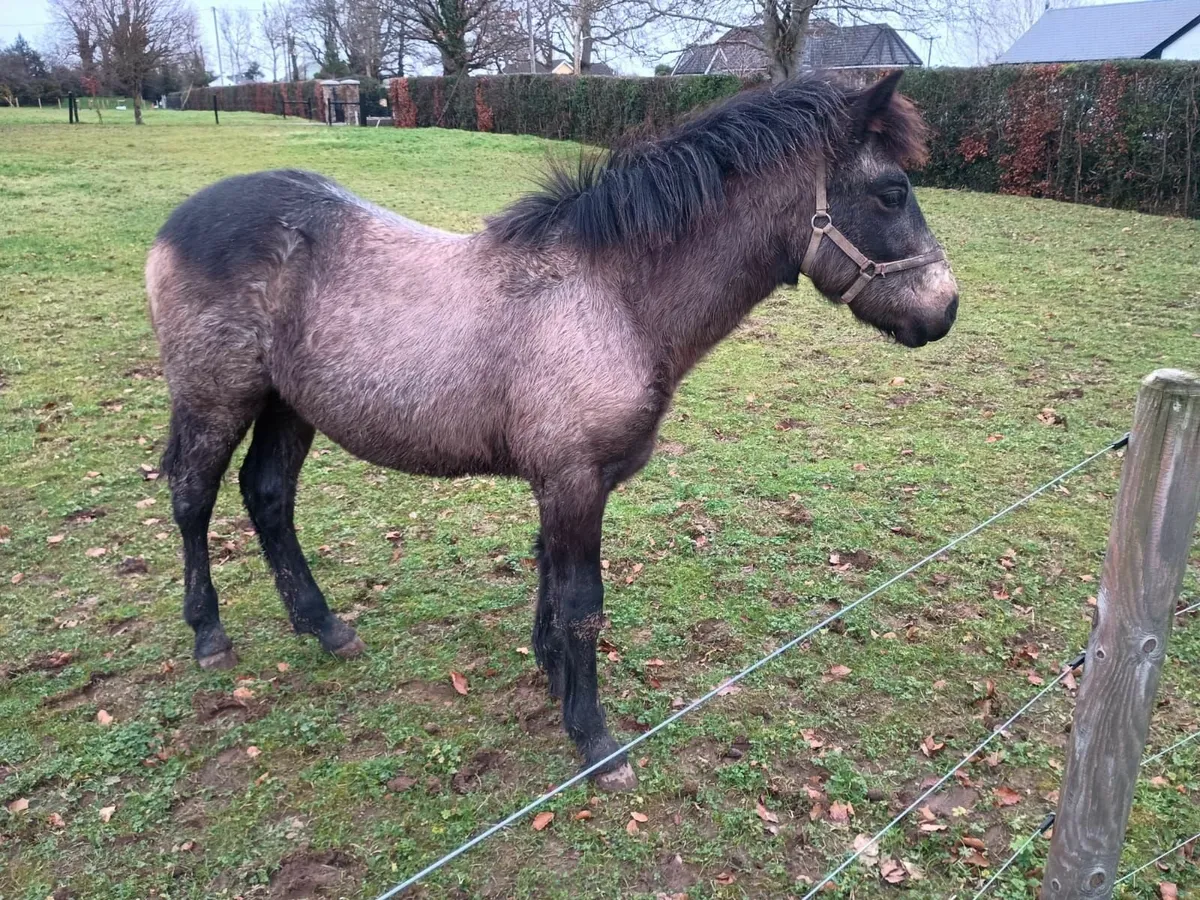 Connemara Colt Foal - Image 2