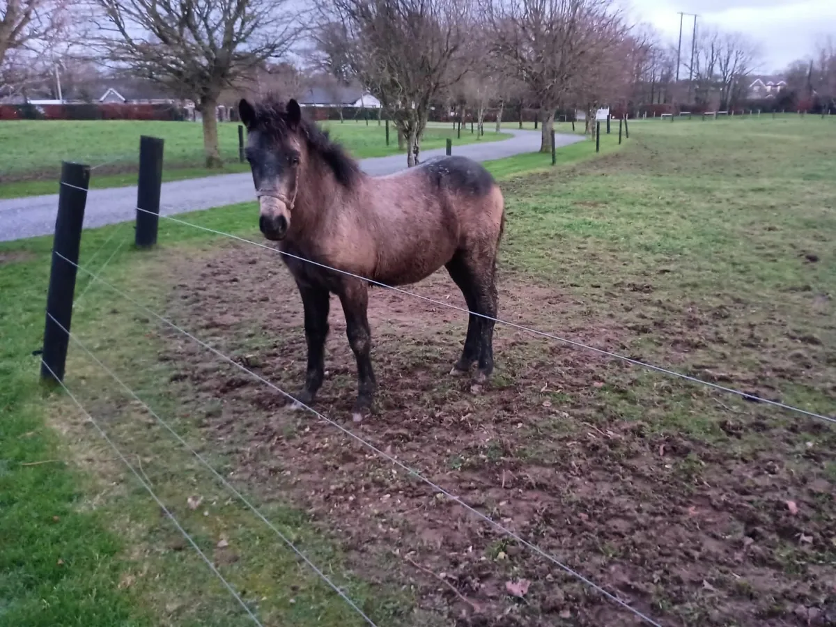 Connemara Colt Foal - Image 3
