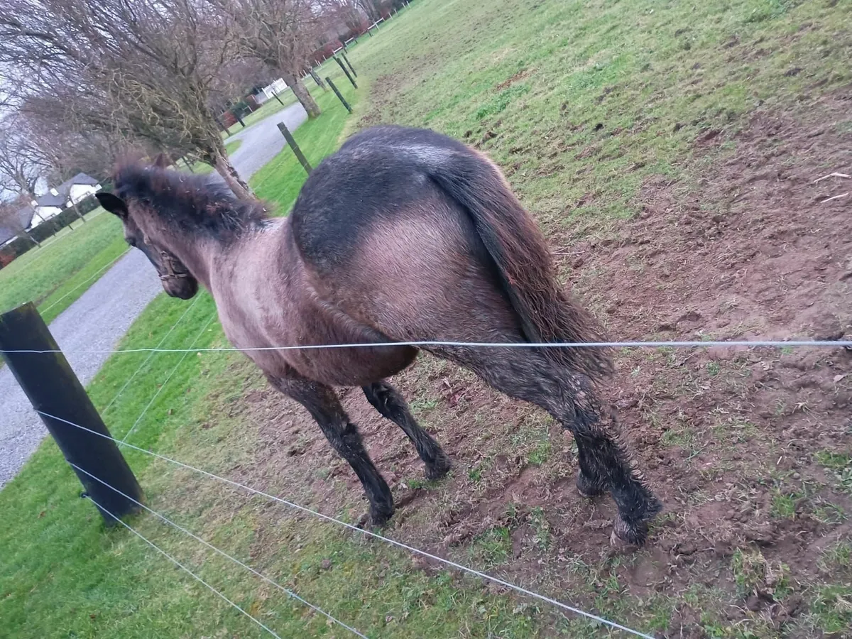 Connemara Colt Foal - Image 4