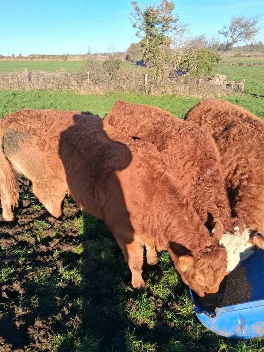 Organic Heifers - Image 1