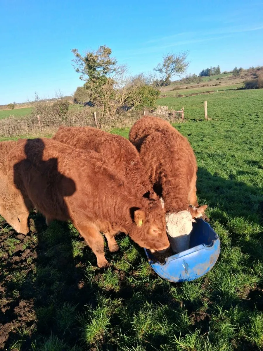 Organic Heifers - Image 2