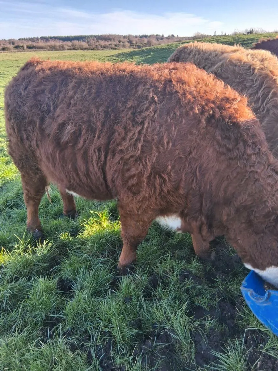 Organic Heifers - Image 3