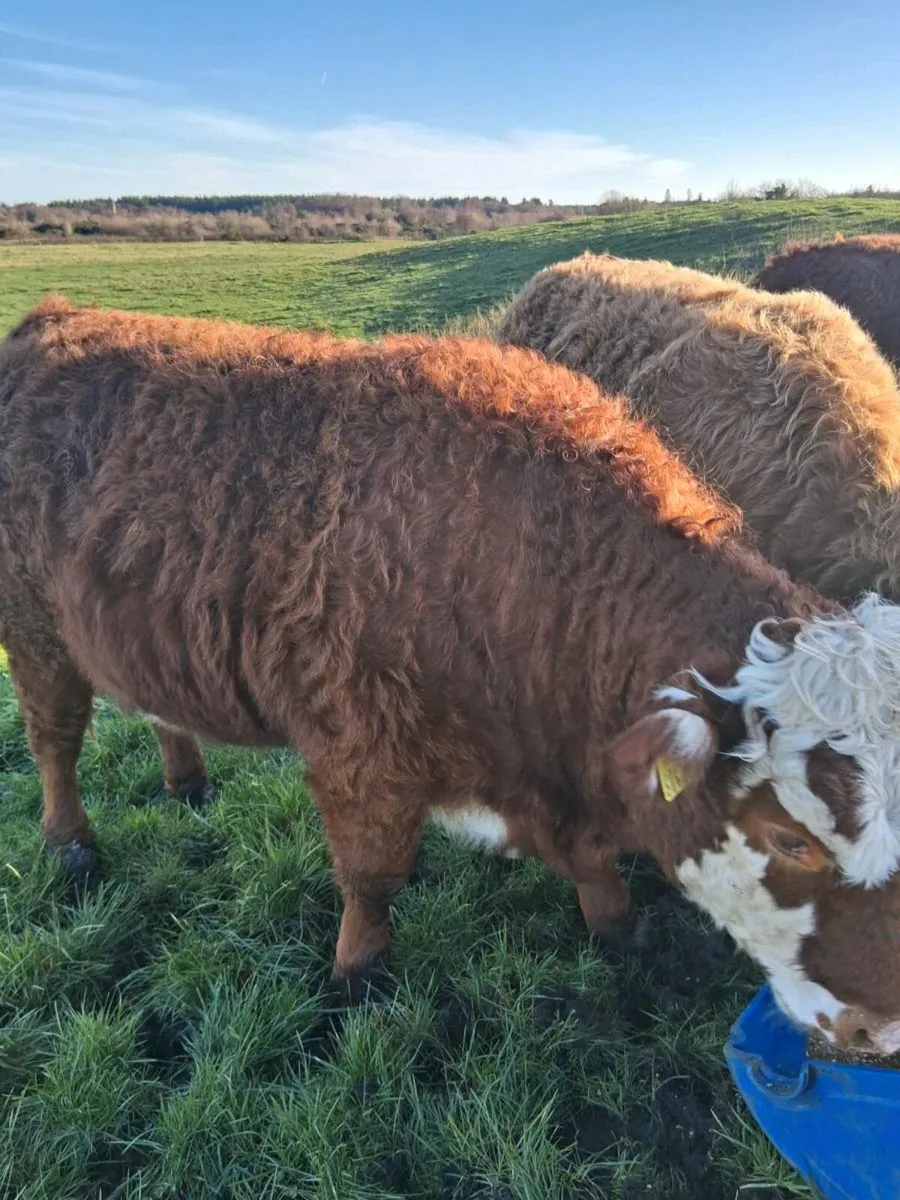 Organic Heifers - Image 4