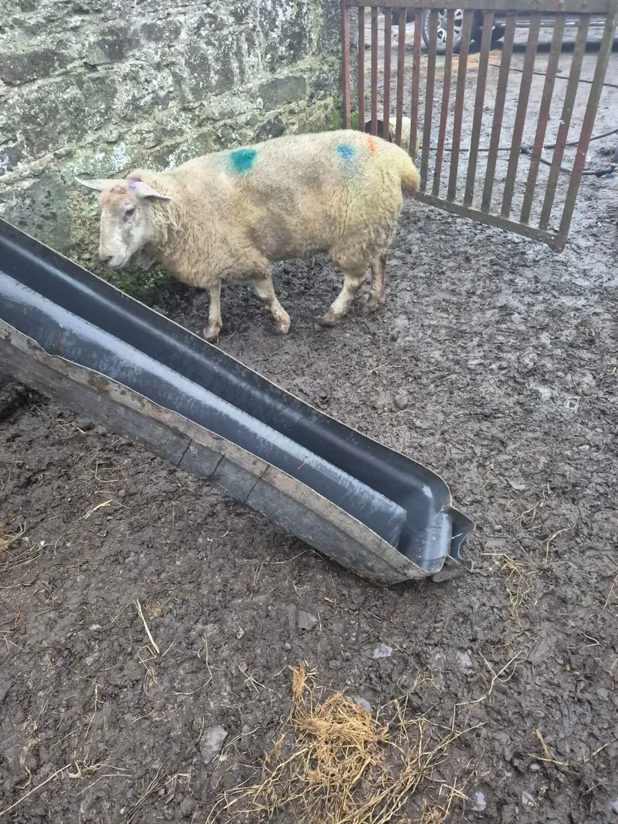 Foster Ewe - Image 2